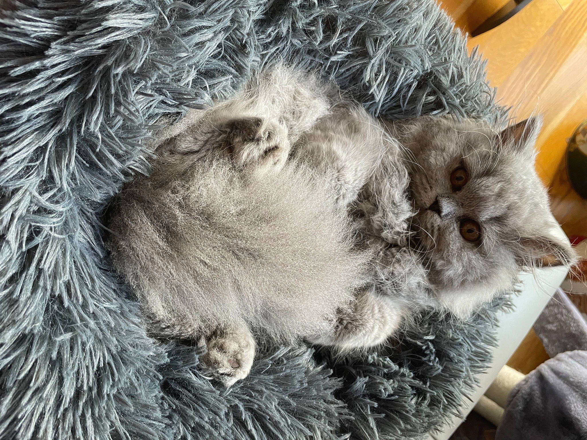 Saphyre a rejoint le concours — aidez-le/la à gagner de superbes lots ! canidae, carnivore, cat, claw, domestic_short_haired_cat, fawn, felidae, fur, grass, grey, mammal, paw, small_to_medium_sized_cats, snout, tail, vertebrate, whiskers, wood, wool