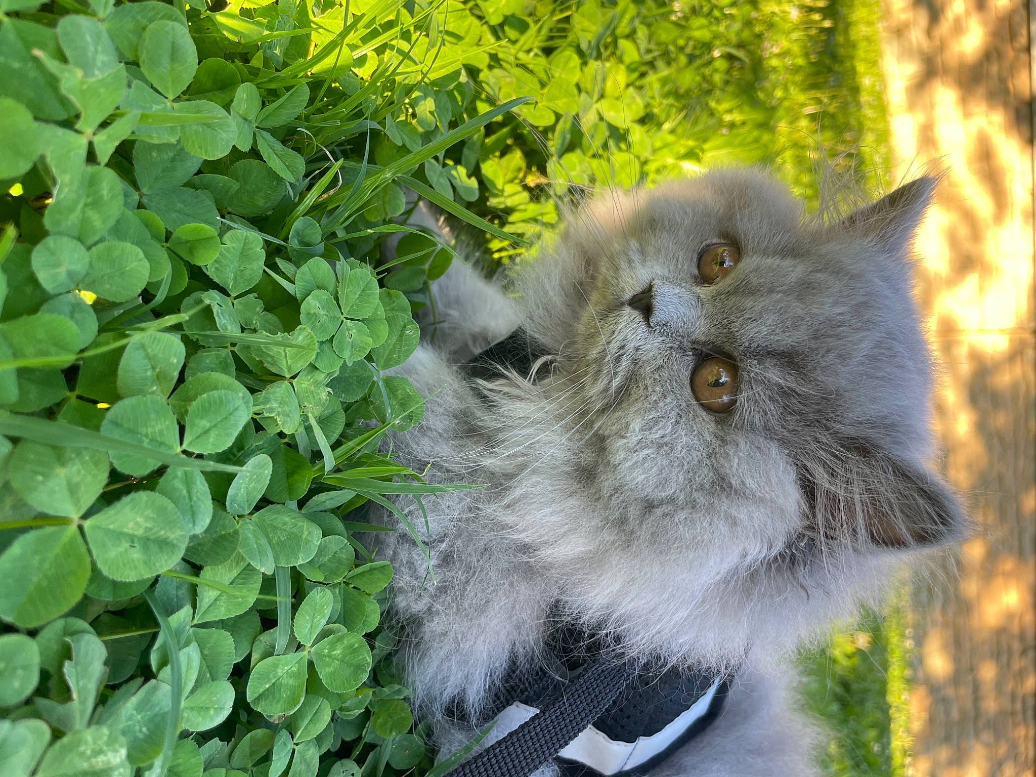 Saphyre participe au concours pour gagner de l'argent avec cette photo : annual_plant, british_longhair, carnivore, cat, domestic_short_haired_cat, eye, fawn, felidae, flowering_plant, fur, grass, grey, groundcover, herb, plant, small_to_medium_sized_cats, tail, terrestrial_animal, whiskers, wildlife