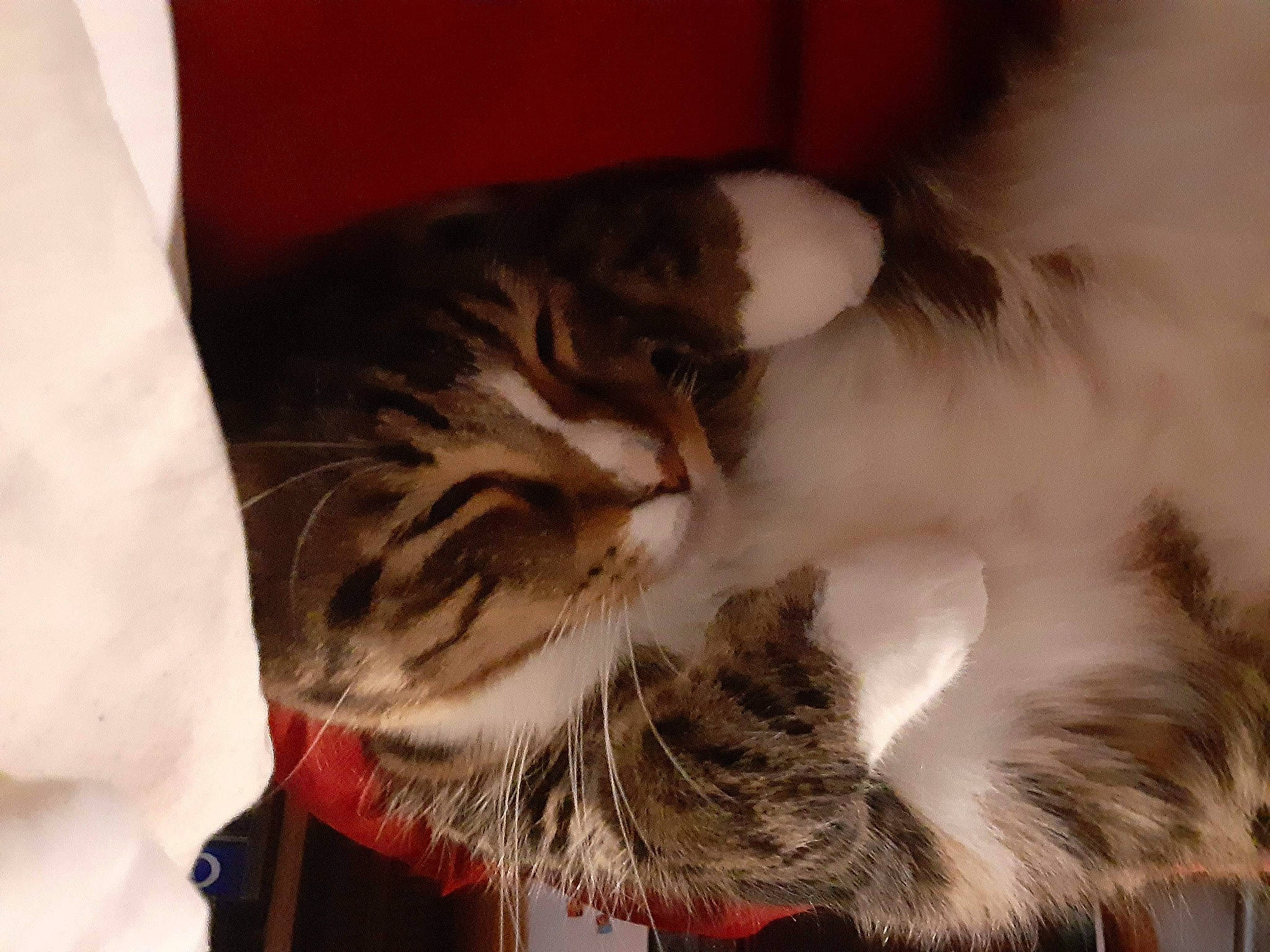 Max joined the competition — help win amazing prizes! bed, carnivore, cat, claw, comfort, domestic_short_haired_cat, ear, event, felidae, fur, gesture, hug, nap, paw, sleep, small_to_medium_sized_cats, snout, tail, terrestrial_animal, whiskers