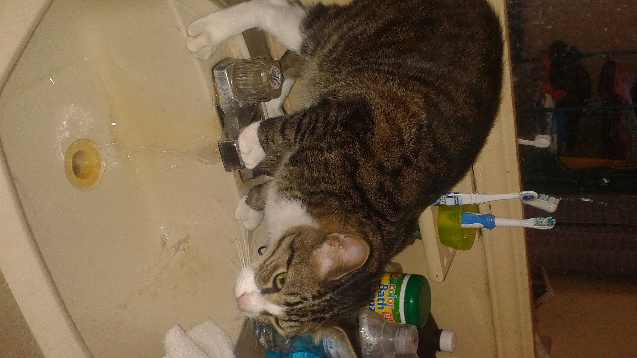 Bitty is registered to the contest to win money with this photo: bottle, carnivore, cat, domestic_short_haired_cat, felidae, fur, room, small_to_medium_sized_cats, snout, tail, whiskers