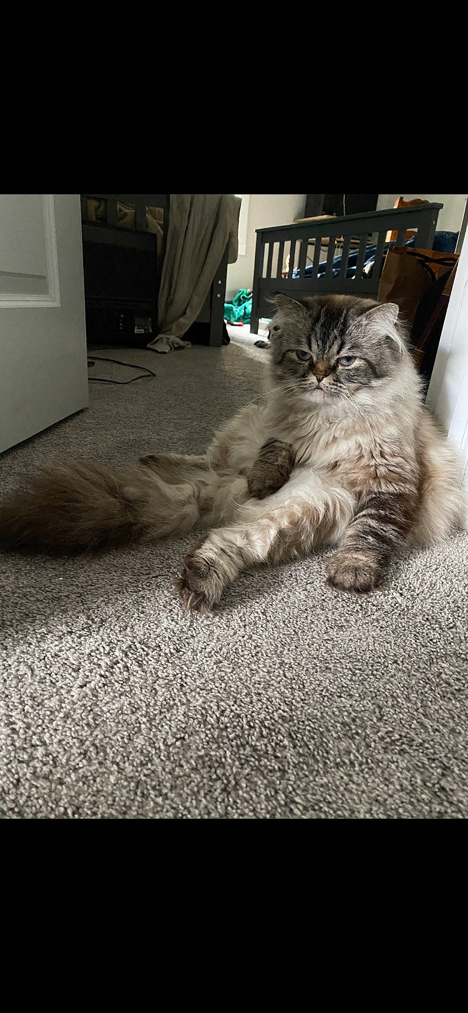 Rico is registered to the contest to win money with this photo: carnivore, cat, comfort, domestic_short_haired_cat, felidae, floor, flooring, foot, fur, grey, hardwood, human_leg, monochrome_photography, paw, road_surface, small_to_medium_sized_cats, tail, terrestrial_animal, whiskers, wood