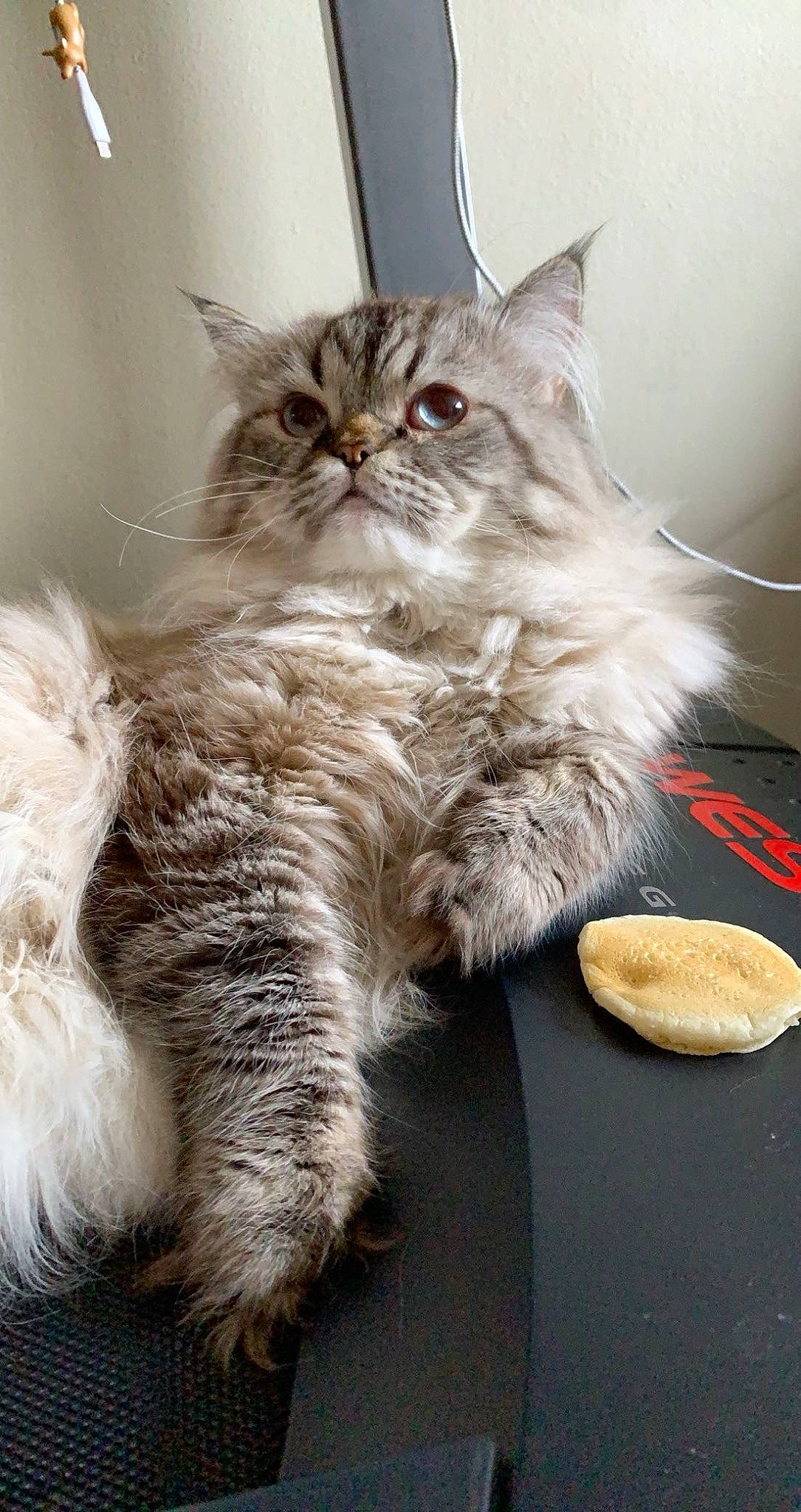 Rico is registered to the contest to win money with this photo: box, british_longhair, carnivore, cat, claw, comfort, domestic_short_haired_cat, fawn, felidae, fur, grey, paw, persian, sitting, small_to_medium_sized_cats, snout, tail, terrestrial_animal, whiskers, window