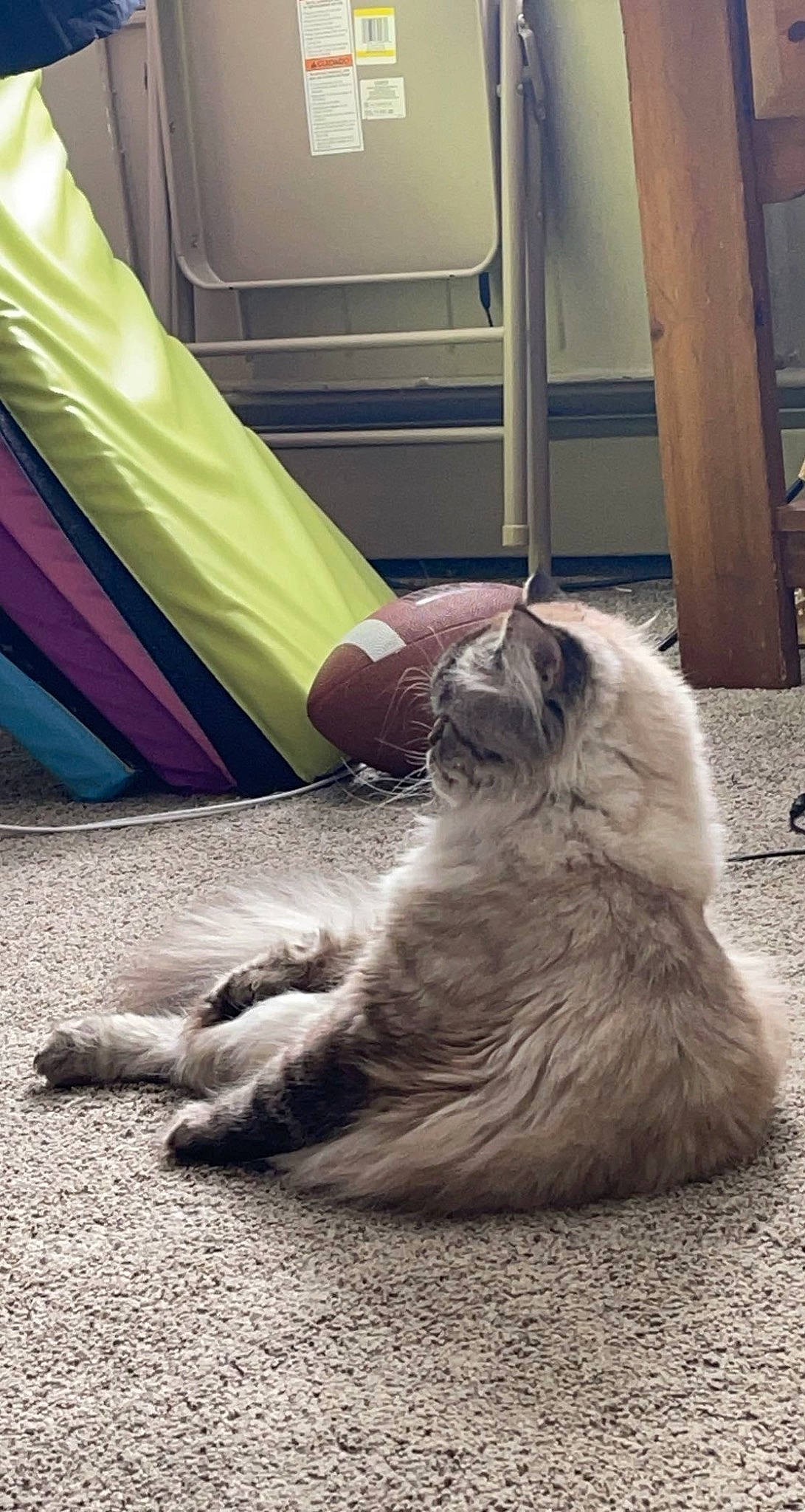 Rico is registered to the contest to win money with this photo: british_longhair, carnivore, cat, claw, comfort, domestic_short_haired_cat, felidae, flooring, foot, fur, grey, human_leg, nap, paw, sand, sitting, small_to_medium_sized_cats, tail, tints_and_shades, whiskers