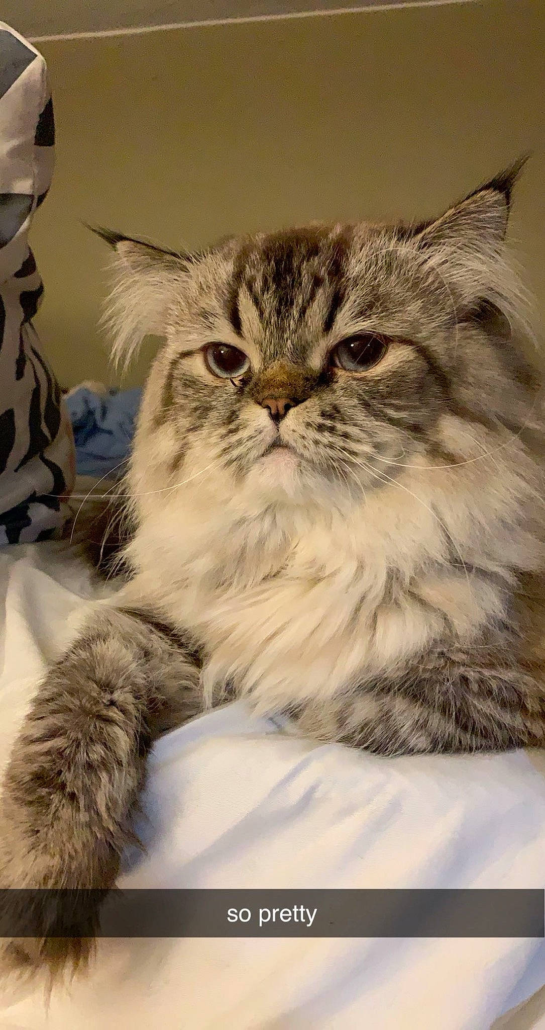 Rico joined the competition — help win amazing prizes! british_longhair, carnivore, cat, claw, comfort, felidae, fur, gesture, paw, persian, small_to_medium_sized_cats, snout, terrestrial_animal, whiskers