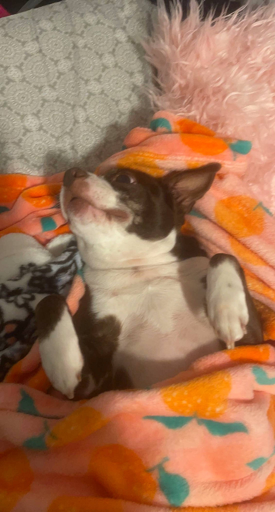 Puppers joined the competition — help win amazing prizes! carnivore, cat, comfort, companion_dog, dog_breed, fawn, felidae, flooring, fur, human_leg, lap, linens, orange, paw, small_to_medium_sized_cats, tail, terrestrial_animal, thigh, toy_dog, whiskers