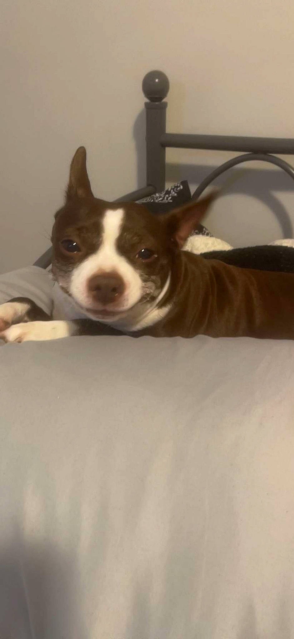 Puppers is registered to the contest to win money with this photo: boston_terrier, canidae, carnivore, comfort, companion_dog, couch, dog, dog_breed, ear, fawn, fur, non_sporting_group, snout, sporting_group, tail, terrestrial_animal, whiskers, window, working_animal, working_dog