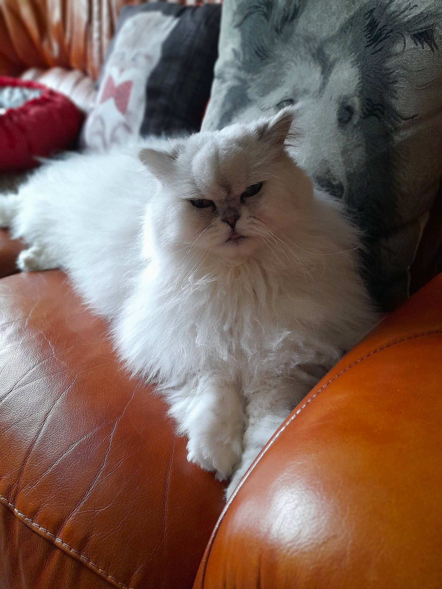 Maxou participe au concours pour gagner de l'argent avec cette photo : carnivore, cat, comfort, fawn, felidae, fur, hardwood, persian, small_to_medium_sized_cats, tail, terrestrial_animal, whiskers, wood