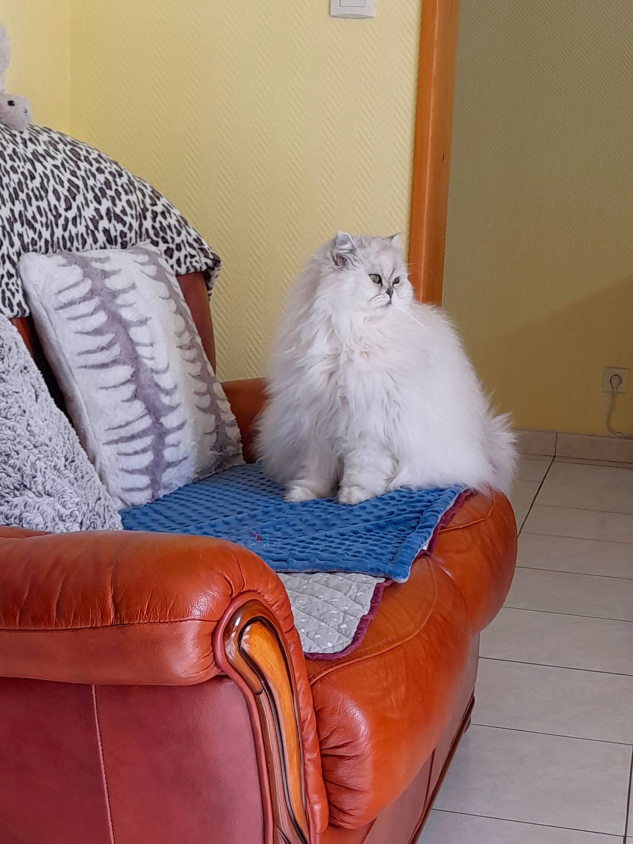 Maxou a rejoint le concours — aidez-le/la à gagner de superbes lots ! carnivore, cat, chair, comfort, companion_dog, couch, felidae, flooring, fur, hardwood, living_room, pattern, rectangle, room, sitting, small_to_medium_sized_cats, studio_couch, tail, whiskers, wood