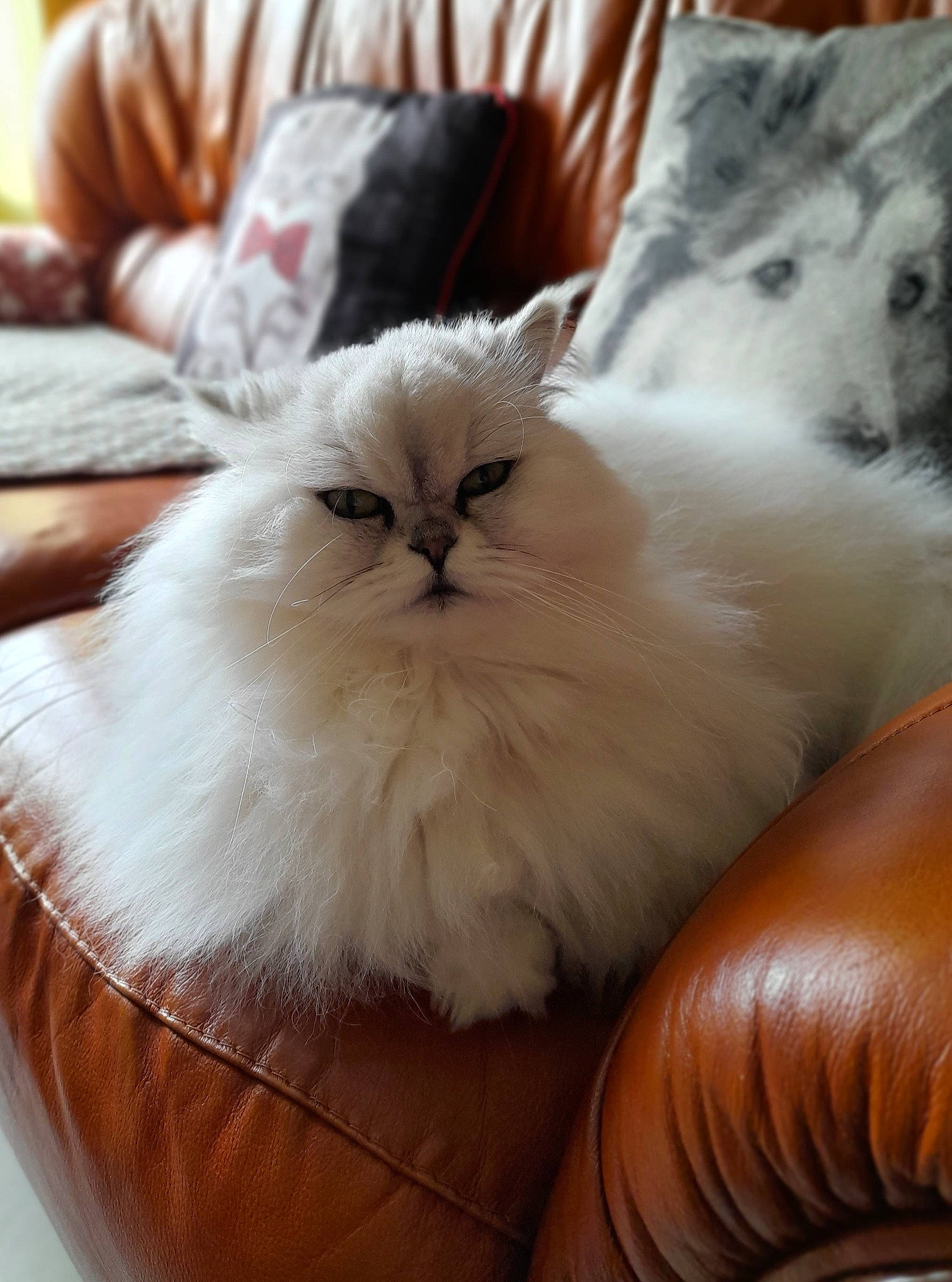 Maxou a rejoint le concours — aidez-le/la à gagner de superbes lots ! bag, carnivore, cat, comfort, fawn, felidae, fur, hardwood, natural_material, persian, small_to_medium_sized_cats, whiskers, wood