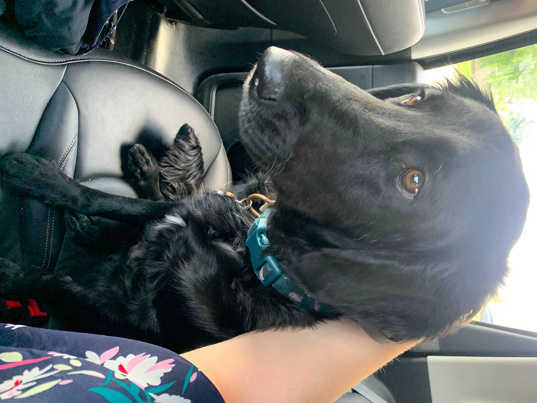 T Pol is registered to the contest to win money with this photo: black_hair, car_seat, car_seat_cover, carnivore, comfort, companion_dog, couch, dog, dog_breed, head_restraint, human_leg, leg, motor_vehicle, personal_luxury_car, plant, snout, steering_wheel, thigh, vehicle, vehicle_door