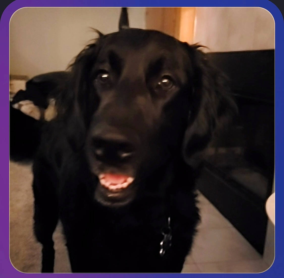 Archer joined the competition — help win amazing prizes! borador, canidae, carnivore, collar, companion_dog, dog, dog_breed, dog_collar, fur, gun_dog, liver, pet_supply, rectangle, retriever, sporting_group, square, tints_and_shades, working_animal, working_dog