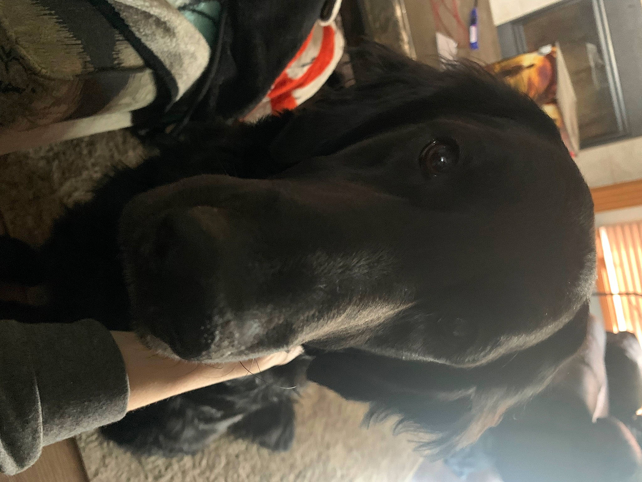 Archer is registered to the contest to win money with this photo: canidae, carmine, carnivore, collar, comfort, companion_dog, dog, dog_breed, dog_collar, ear, fawn, fur, gesture, guard_dog, pointing_breed, retriever, snout, sporting_group, whiskers, working_animal