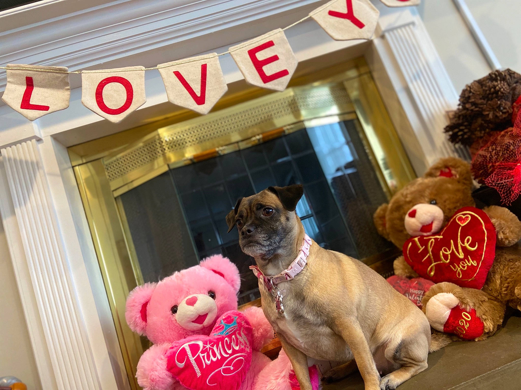 Jazmine joined the competition — help win amazing prizes! canidae, carnivore, christmas, christmas_decoration, companion_dog, dog, dog_breed, fawn, french_bulldog, interior_design, pink, pug, puppy, room, toy_dog, window