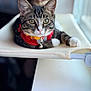 cat, tabby, pet, indoor, hammock, red_harness, bell, window, relaxed, feline, whiskers, curious, domestic_animal, closeup, paws, resting, mesh, animal, cute, young