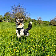 Tomy a rejoint le concours — aidez-le/la à gagner de superbes lots ! dog, grass, flower, outdoor, field, blue_sky, jumping, happy, nature, animal, canine, spring, greenery, sunny, playful, pet, fur, leisure, daytime, meadow