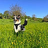 dog, grass, flower, outdoor, field, blue_sky, jumping, happy, nature, animal, canine, spring, greenery, sunny, playful, pet, fur, leisure, daytime, meadow