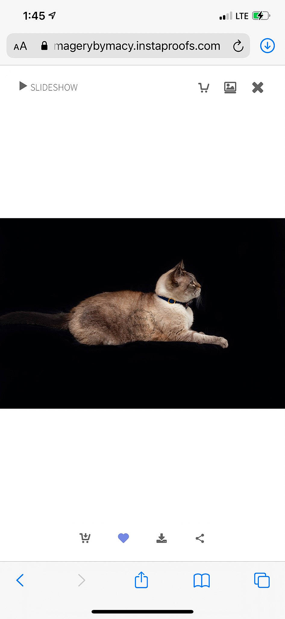 Smith joined the competition — help win amazing prizes! beige, carnivore, cat, domestic_short_haired_cat, fawn, felidae, fur, mouse, muroidea, small_to_medium_sized_cats, snout, tail, terrestrial_animal, whiskers