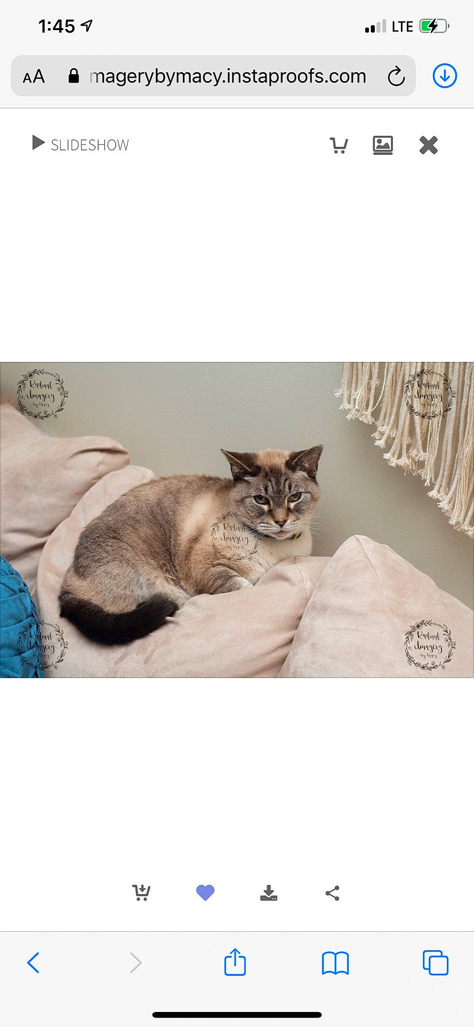 Smith joined the competition — help win amazing prizes! bedding, beige, blanket, carnivore, cat, comfort, domestic_short_haired_cat, felidae, fur, grey, home_accessories, linens, pet_supply, small_to_medium_sized_cats, terrestrial_animal, whiskers