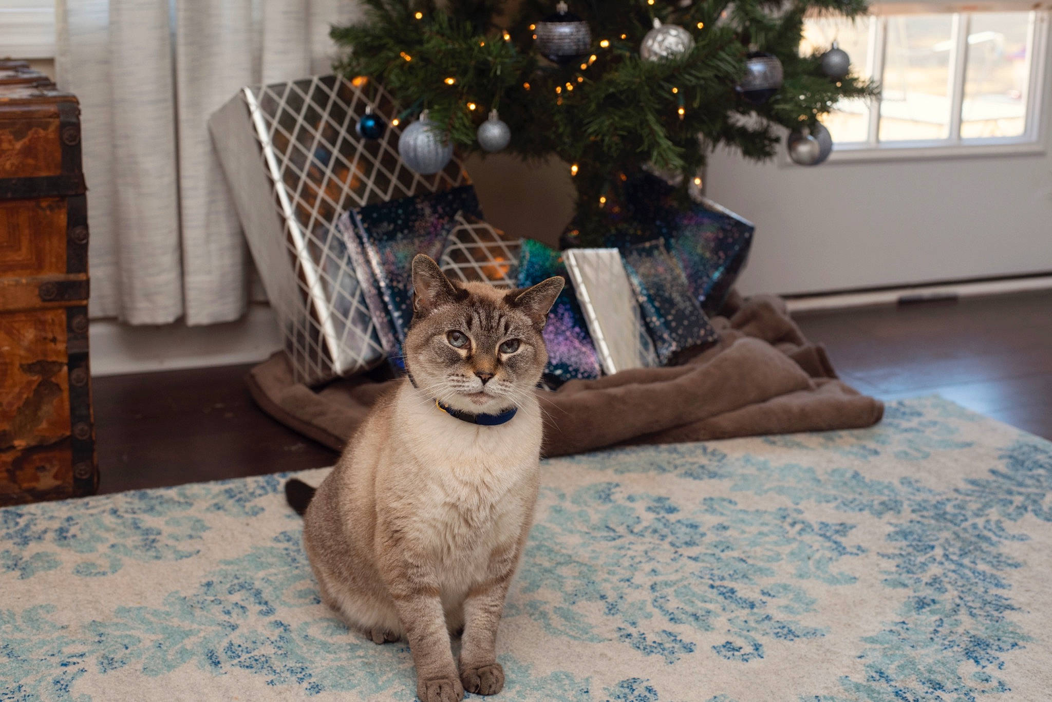 Smith is registered to the contest to win money with this photo: cabinetry, carnivore, cat, christmas_decoration, christmas_tree, drawer, felidae, floor, flooring, fur, holiday, home, interior_design, linens, small_to_medium_sized_cats, snout, vertebrate, whiskers, window