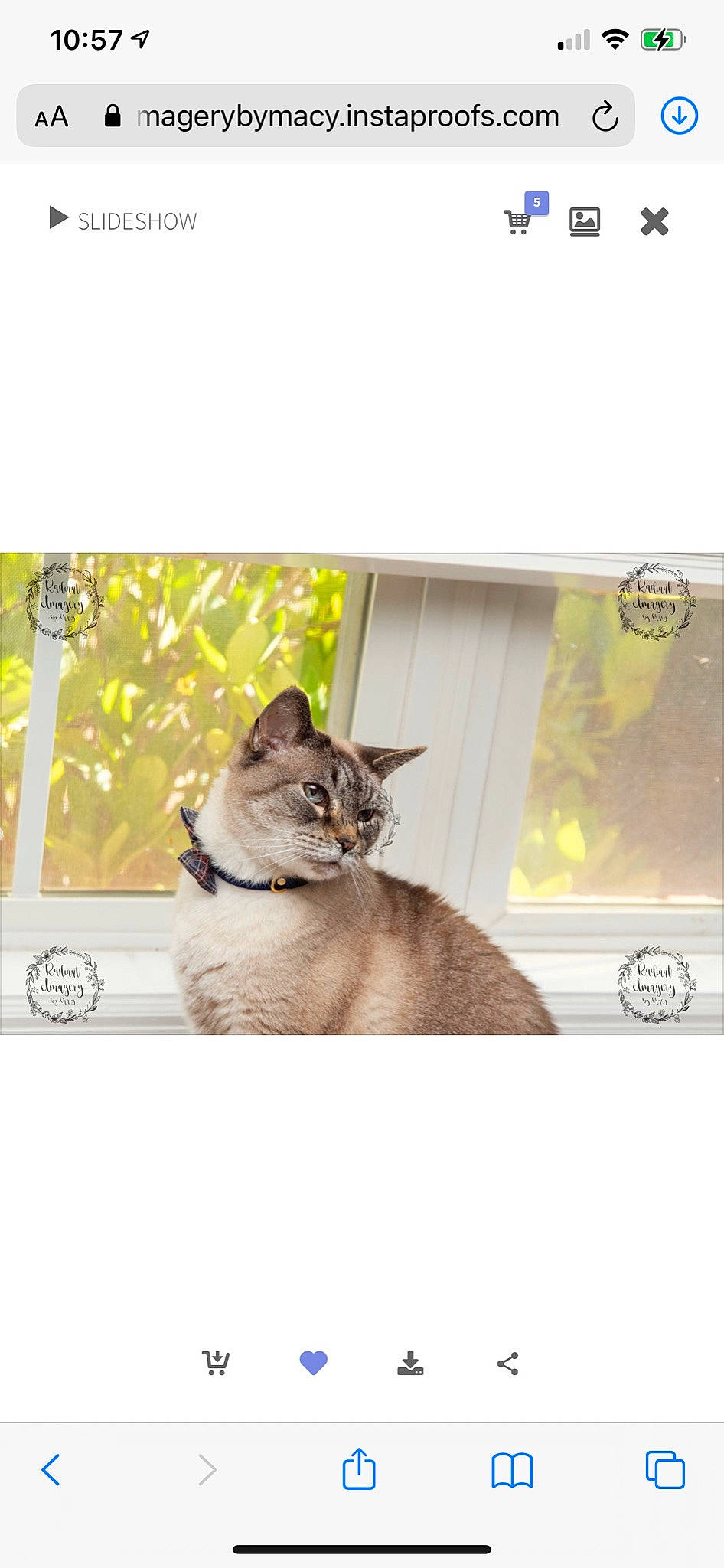 Smith is registered to the contest to win money with this photo: carnivore, cat, collar, domestic_short_haired_cat, felidae, fur, mammal, organism, pet_supply, small_to_medium_sized_cats, snout, terrestrial_animal, vertebrate, whiskers