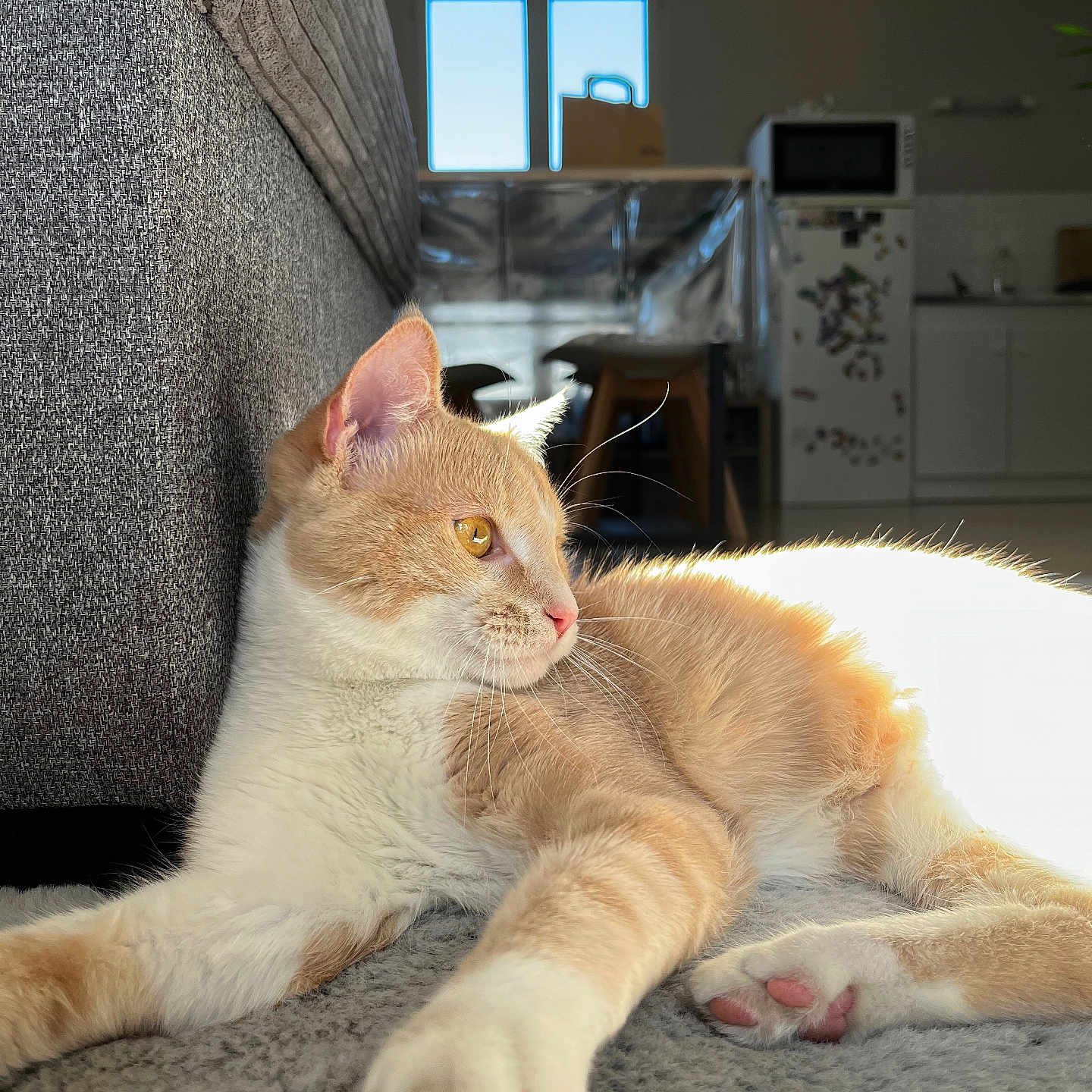 Mimi participe au concours pour gagner de l'argent avec cette photo : carpet, cat, chair, couch, dining_table, domestic_animal, feline, home, indoor, kitchen, living_room, orange_cat, paw, pet, refrigerator, relaxing, sunlight, whiskers, white_cat, window