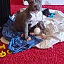 animal, blanket, carpet, clothes, cute, dog, domestic, ears, face, fur, indoor, paw, pet, playful, puppy, red, sitting, snout, toy, young