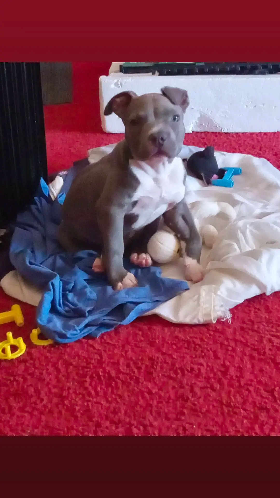 Aaron Williams joined the competition — help win amazing prizes! animal, blanket, carpet, clothes, cute, dog, domestic, ears, face, fur, indoor, paw, pet, playful, puppy, red, sitting, snout, toy, young