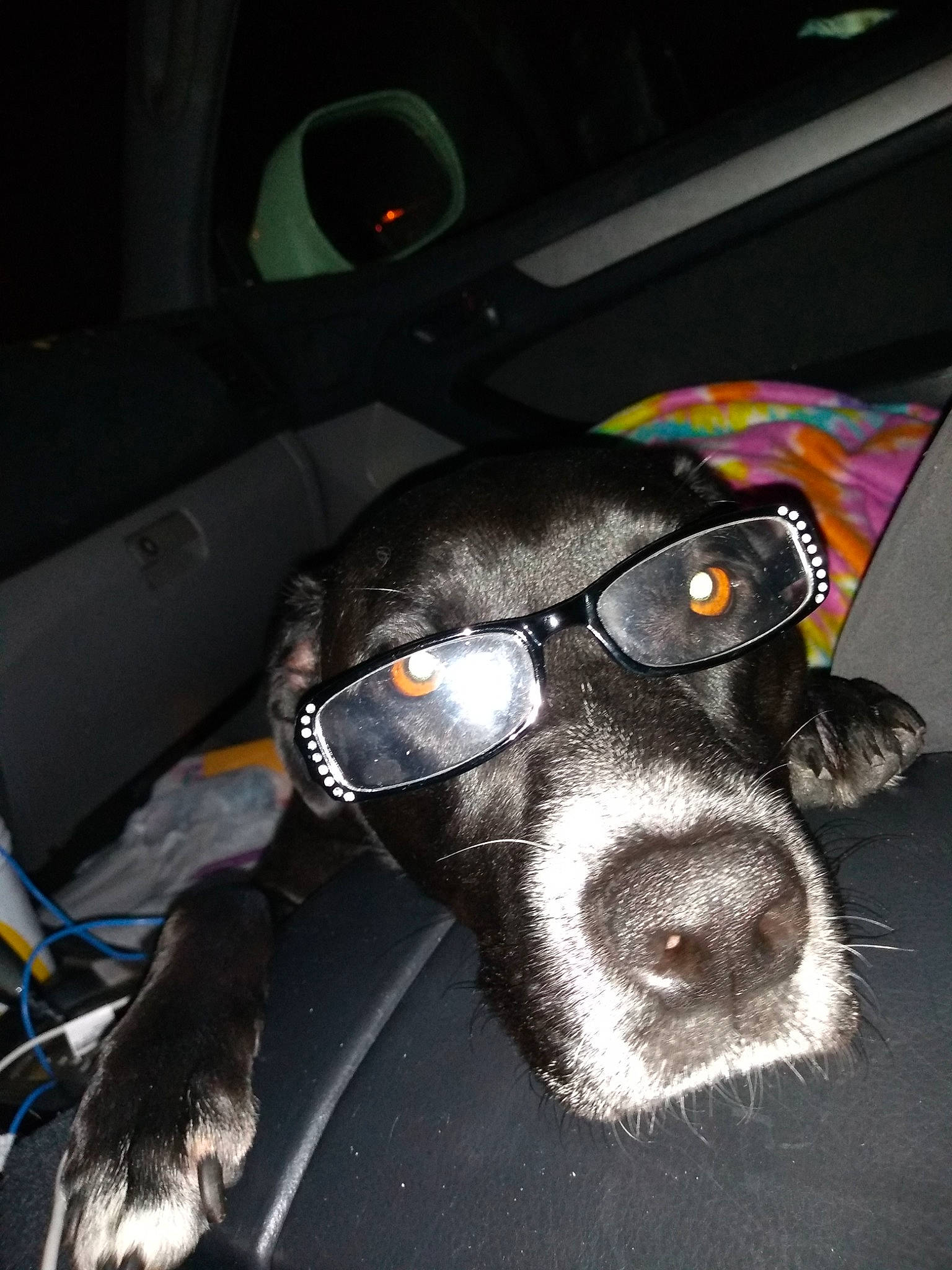 Harley-quinn is registered to the contest to win money with this photo: canidae, carnivore, dog, dog_breed, eyewear, german_shorthaired_pointer, glasses, nose, pointer, snout, spaniel, sporting_group, sunglasses, whiskers
