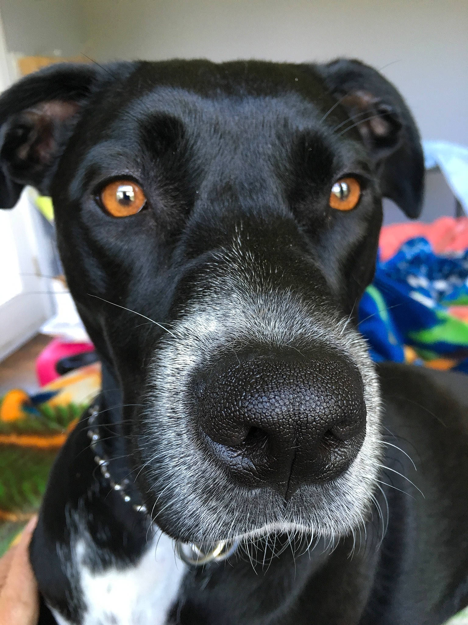 Harley-quinn joined the competition — help win amazing prizes! american_pit_bull_terrier, beagador, borador, canidae, carnivore, dog, dog_breed, dog_collar, great_dane, labrador_retriever, mammal, non_sporting_group, nose, patterdale_terrier, pointer, puppy, rare_breed_dog, snout, sporting_group, whiskers