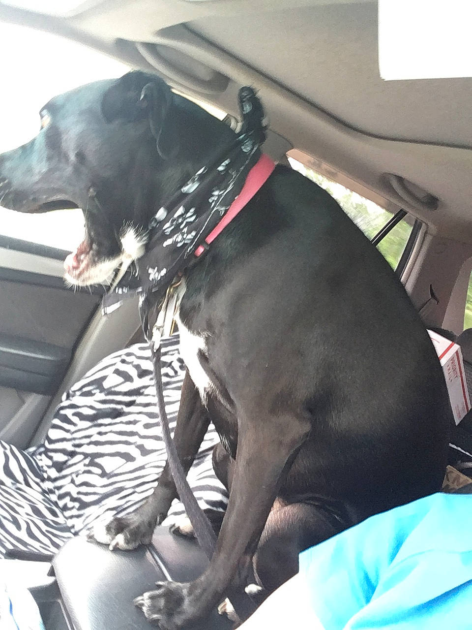 Harley-quinn is registered to the contest to win money with this photo: canidae, carnivore, dog, dog_breed, fawn, great_dane, guard_dog, non_sporting_group, snout, sporting_group