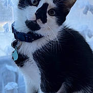 Shadow joined the competition — help win amazing prizes! cat, kitten, black_and_white, collar, pet, indoor, curious, head_tilt, fur, whiskers, close_up, portrait, animal, cute, young, domestic, adorable, sitting, soft_light, window