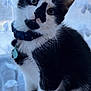 cat, kitten, black_and_white, collar, pet, indoor, curious, head_tilt, fur, whiskers, close_up, portrait, animal, cute, young, domestic, adorable, sitting, soft_light, window