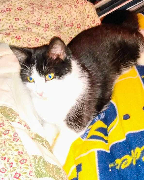 Pretty Girl Penny joined the competition — help win amazing prizes! carnivore, cat, comfort, domestic_short_haired_cat, felidae, fur, grass, linens, mammal, paw, sitting, small_to_medium_sized_cats, tail, vertebrate, whiskers