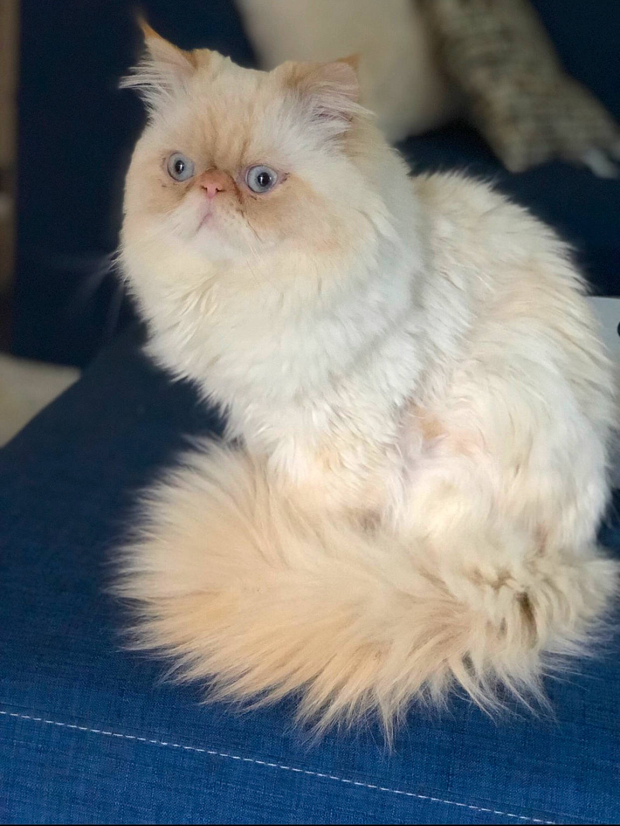Jasper is registered to the contest to win money with this photo: british_longhair, carnivore, cat, fawn, felidae, fur, paw, persian, small_to_medium_sized_cats, snout, tail, terrestrial_animal, whiskers
