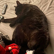 Clover is registered to the contest to win money with this photo: cat, black_cat, sleeping, bed, blanket, remote_control, indoor, pet, feline, cozy, resting, fur, animal, domestic_animal, soft, cute, relaxed, comfort, mammal, home