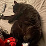 cat, black_cat, sleeping, bed, blanket, remote_control, indoor, pet, feline, cozy, resting, fur, animal, domestic_animal, soft, cute, relaxed, comfort, mammal, home
