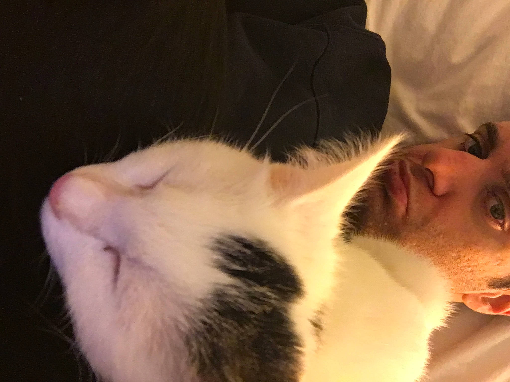 Lattè is registered to the contest to win money with this photo: beard, carnivore, cat, comfort, ear, eye, eyebrow, eyelash, face, felidae, gesture, happy, head, human_body, jaw, mouth, neck, nose, small_to_medium_sized_cats, whiskers