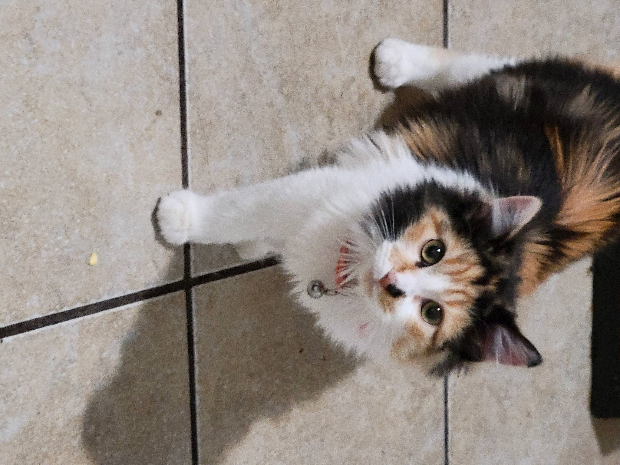 Pumpkin Patch joined the competition — help win amazing prizes! canidae, carnivore, cat, cat_toy, claw, companion_dog, dog_breed, domestic_short_haired_cat, fawn, felidae, floor, flooring, foot, fur, paw, small_to_medium_sized_cats, snout, tail, tile_flooring, whiskers