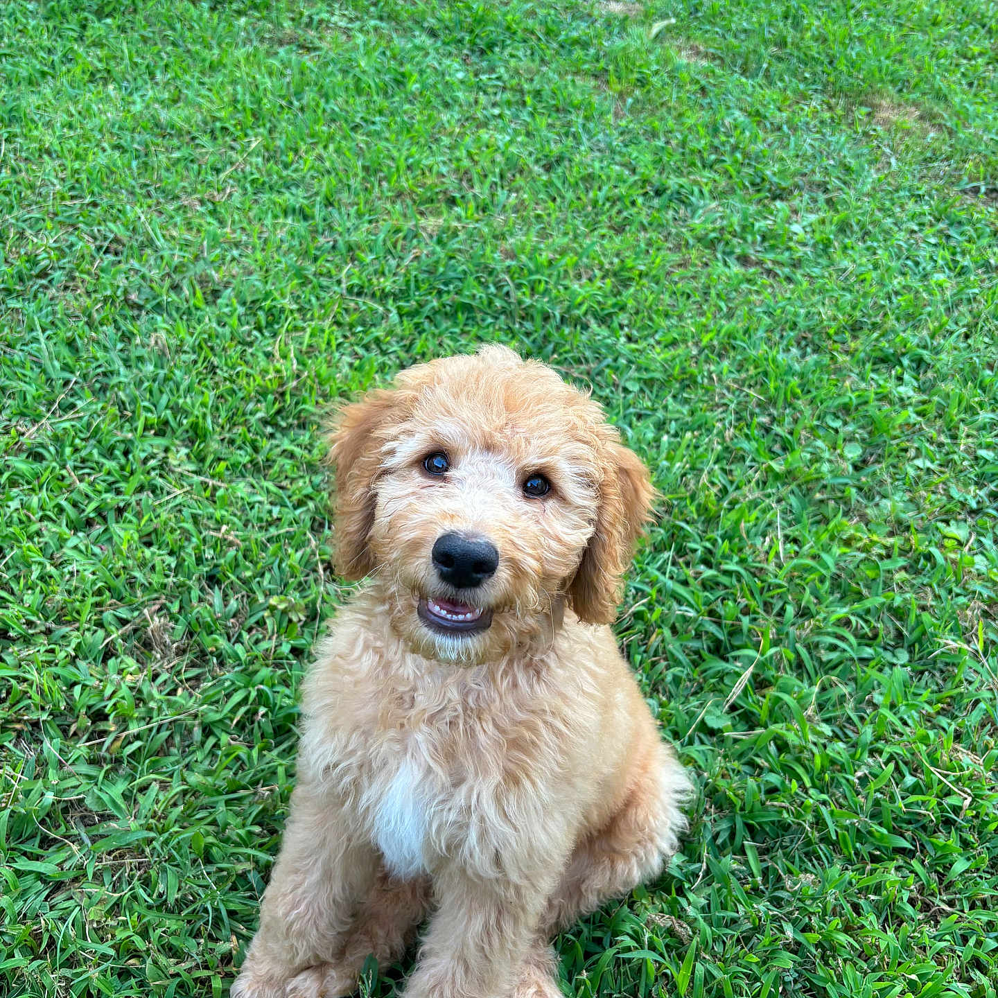 Bronx joined the competition — help win amazing prizes! animal, canine, cockerspaniel, dog, field, goldenretriever, grass, grassland, green, lawn, nature, outdoors, park, pet, plant, poodle, puppy, summer, terrier, vegetation