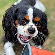 Cooper is registered to the contest to win money with this photo: dog, puppy, cavalier_king_charles_spaniel, tricolor, close_up, mouth_open, playing, grass, outdoor, flower_pot, orange_pot, animal, pet, cute, fur, whiskers, ears, face, nose, young