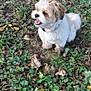 Mr. B joined the competition — help win amazing prizes! dog, outdoor, grass, leaves, happy, pet, fur, nature, animal, small_dog, curly_tail, brown_and_white, ground, daylight, playful, smiling, canine, garden, cute, walking