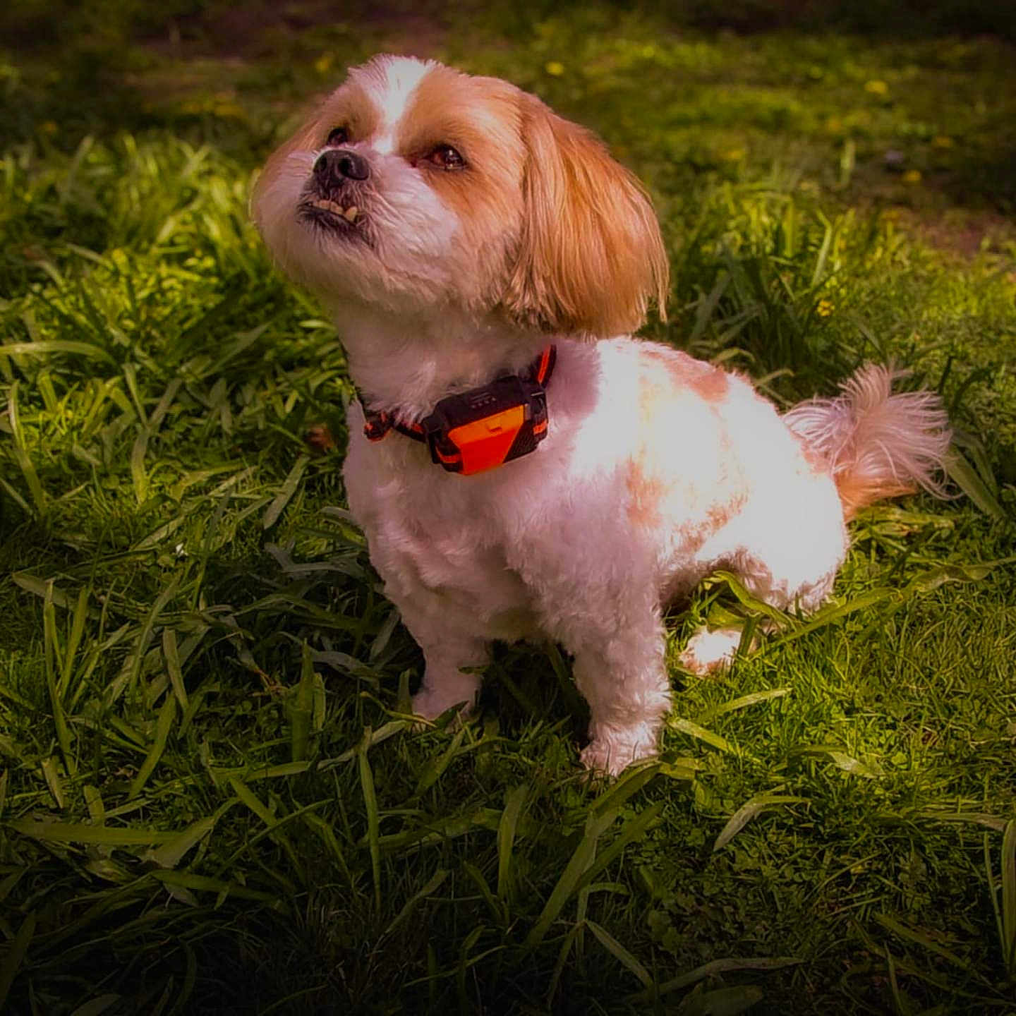Mr. B is registered to the contest to win money with this photo: animal, collar, cute, daylight, dog, ears, expression, fur, grass, greenery, muzzle, nature, outdoor, pet, playful, portrait, small_dog, standing, sunlight, tail