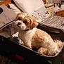 Mr. B joined the competition — help win amazing prizes! dog, suitcase, bed, pillow, headboard, nightstand, lamp, blanket, indoor, pet, fur, curious, cozy, room, furniture, domestic, sleeping_area, household, canine, resting