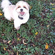 Mr. B is registered to the contest to win money with this photo: dog, grass, outdoor, happy, pet, small_dog, fur, leaves, nature, playful, canine, smiling, collar, animal, greenery, ground, cute, daylight, friendly, looking_up