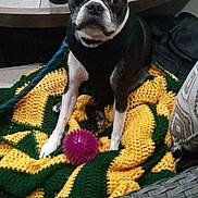 Maximus is registered to the contest to win money with this photo: alert, black_and_white, boston_terrier, companion_animal, crocheted_blanket, dog, front_facing, home, outdoor, patio, pet, photography, pink_ball, portrait, sitting, table, toy, upright_ears, white_markings, wicker_chair