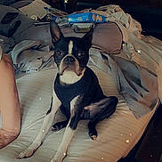 Maximus joined the competition — help win amazing prizes! dog, boston_terrier, bed, blanket, clothing, furniture, indoor, pet, animal, cute, messy, room, window, wooden_door, pillow, sitting, black_and_white, pet_clothing, relaxed, sparkles