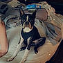dog, boston_terrier, bed, blanket, clothing, furniture, indoor, pet, animal, cute, messy, room, window, wooden_door, pillow, sitting, black_and_white, pet_clothing, relaxed, sparkles