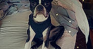 Maximus joined the competition — help win amazing prizes! animal, bed, black_and_white, blanket, boston_terrier, clothing, cute, dog, domestic, fabric, floor, furniture, harness, indoor, pet, resting, room, sleeping_area, star_effects, wooden_doors