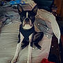 dog, boston_terrier, bed, harness, clothing, wooden_doors, indoor, pet, furniture, sleeping_area, blanket, fabric, black_and_white, floor, room, cute, animal, domestic, resting, star_effects