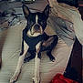 dog, boston_terrier, bed, blanket, clothing, indoor, pet, fur, ears, face, black_and_white, sitting, messy, fabric, paws, wooden_furniture, door, mystical_filter, sparkles, comfort